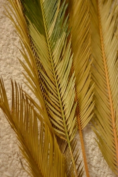 VARA CYCAS X3 u - comprar online