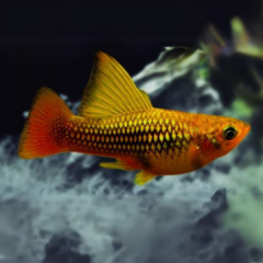 platy multicolor hawaii velifero - comprar online