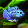 dempsey blue 5cm