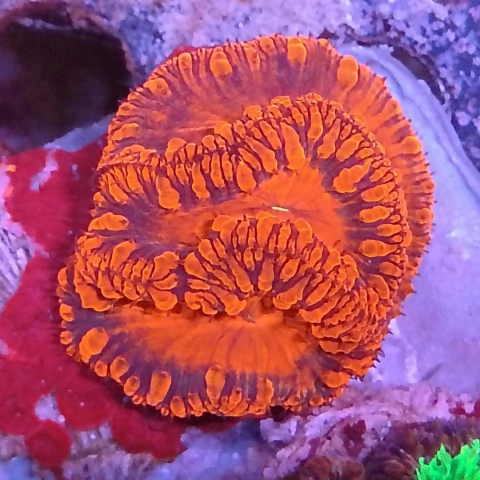 Blastomussa wellsei mini colonia 4 cabezas - comprar online