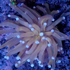 Favia mixed en internet