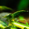 neocaridina green jade - comprar online
