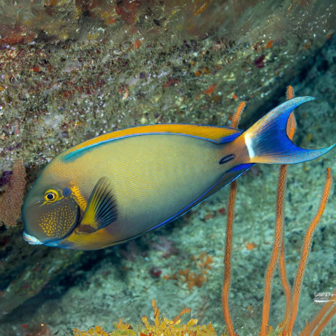 acanthurus bariene L - comprar online