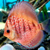 Este va en Discus : discus will cross 10cm - comprar online