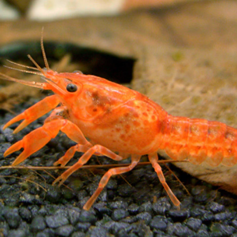Langosta mexicana