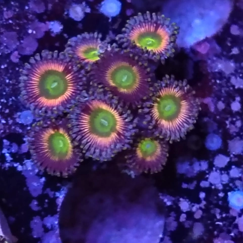 Frag zohas 10 polipos - comprar online