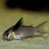 corydora melanistius 3-4 cm 