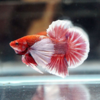 betta dumbo