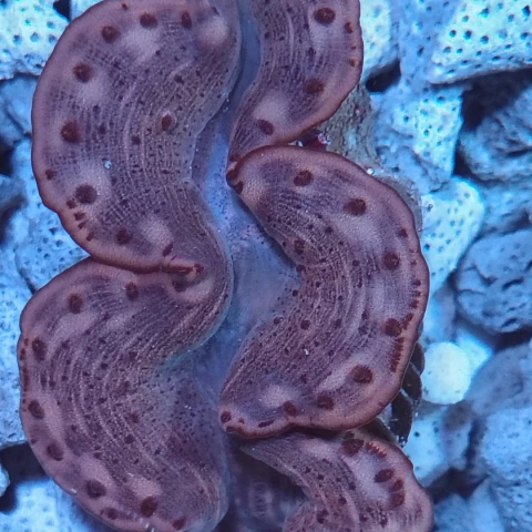 Tridacna Maxima 8/9cm