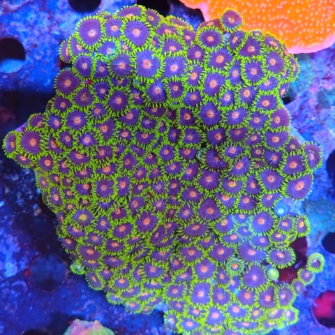 Colonia zohantus - comprar online