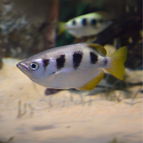 toxote chatareus - comprar online