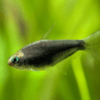 tetra emperador black