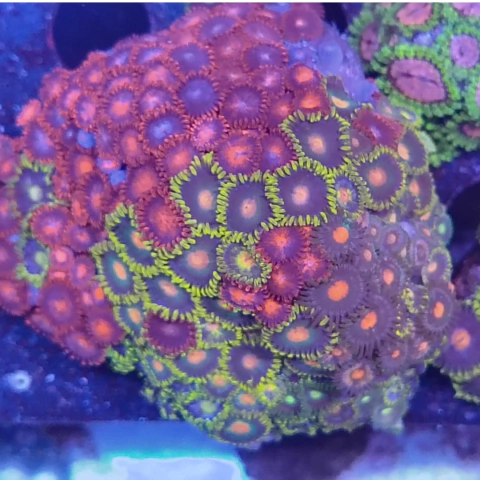 colonia mixta zohas - comprar online