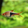 rasbora arlequín