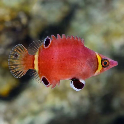 Wetmorella nigripinnata