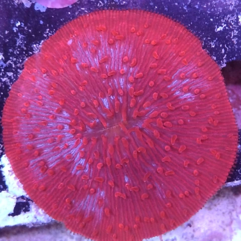 Fungia red mix - comprar online