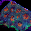 Acanthastrea echinata