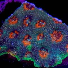 Acanthastrea echinata