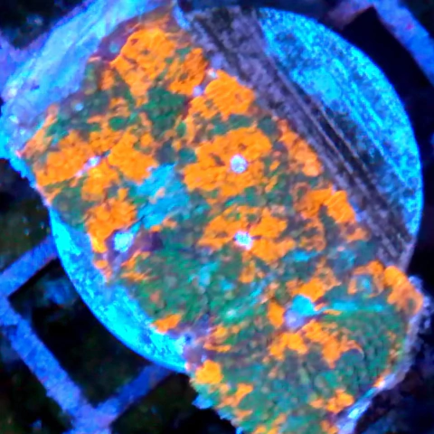 Acanthastrea echinatta multicolor