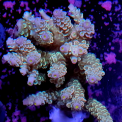 Acropora sp