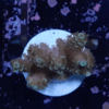 Acropora teinuis