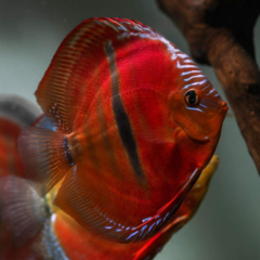 discus ICA Red 15cm - comprar online