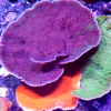Montipora colonia tricolor