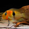 Guianacara geayi 12cm - comprar online