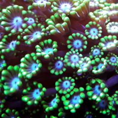 Albeopora Blue spot L