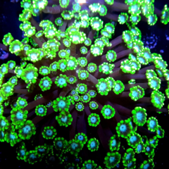 Albeopora Blue spot m