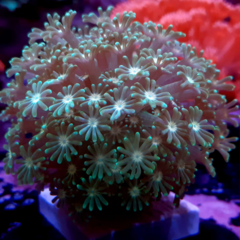 alveopora spongiosa