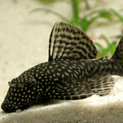 Ancistrus black criadero 5cm - comprar online
