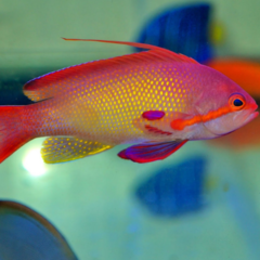 anthias squampinnis macho