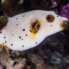 arthron nigropunctatus