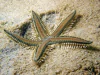 Astropecten polycanthus