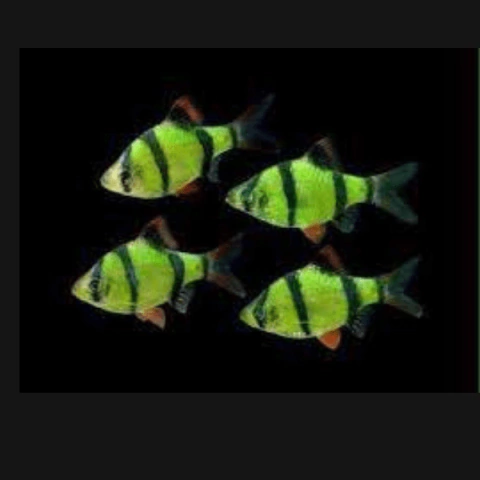 barbus tetrazona verda florecentes