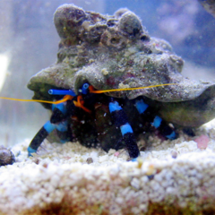calcinus elegans