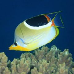 chaetodon ehippium 6 cm