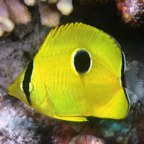 chaetodon interruptus