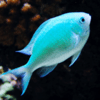 chromis viridis