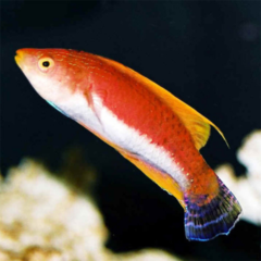 cirrihilabrus filamentosus
