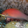 pseudocheilinus evanidus