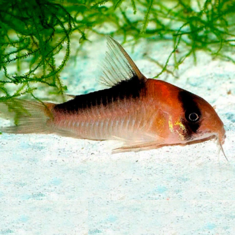 coridora adolfoi 4 cm