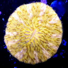 Cycloseris naranja ultra
