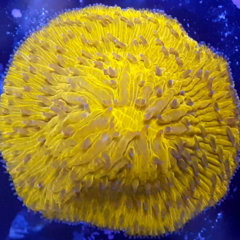 Cycloseris tennius orange