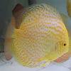 discus Golden Leopard  12 cm