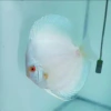 discus Blue diamon 10cm
