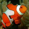 Amphiprion ocellaris de criadero (s)