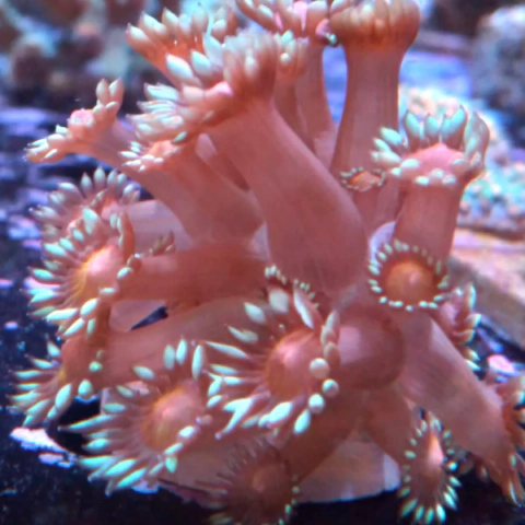 goniopora stokeisi red spot