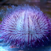 echinometra sp